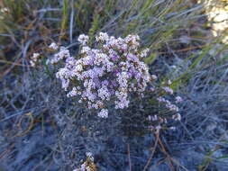 Image of Stoebe fusca (L.) Thunb.