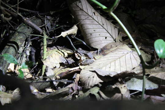 Sivun Leptodactylus didymus Heyer, García-Lopez & Cardoso 1996 kuva