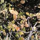 Image of Quercus alpescens Trel.
