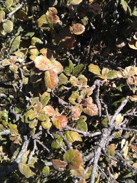 Слика од Quercus alpescens Trel.