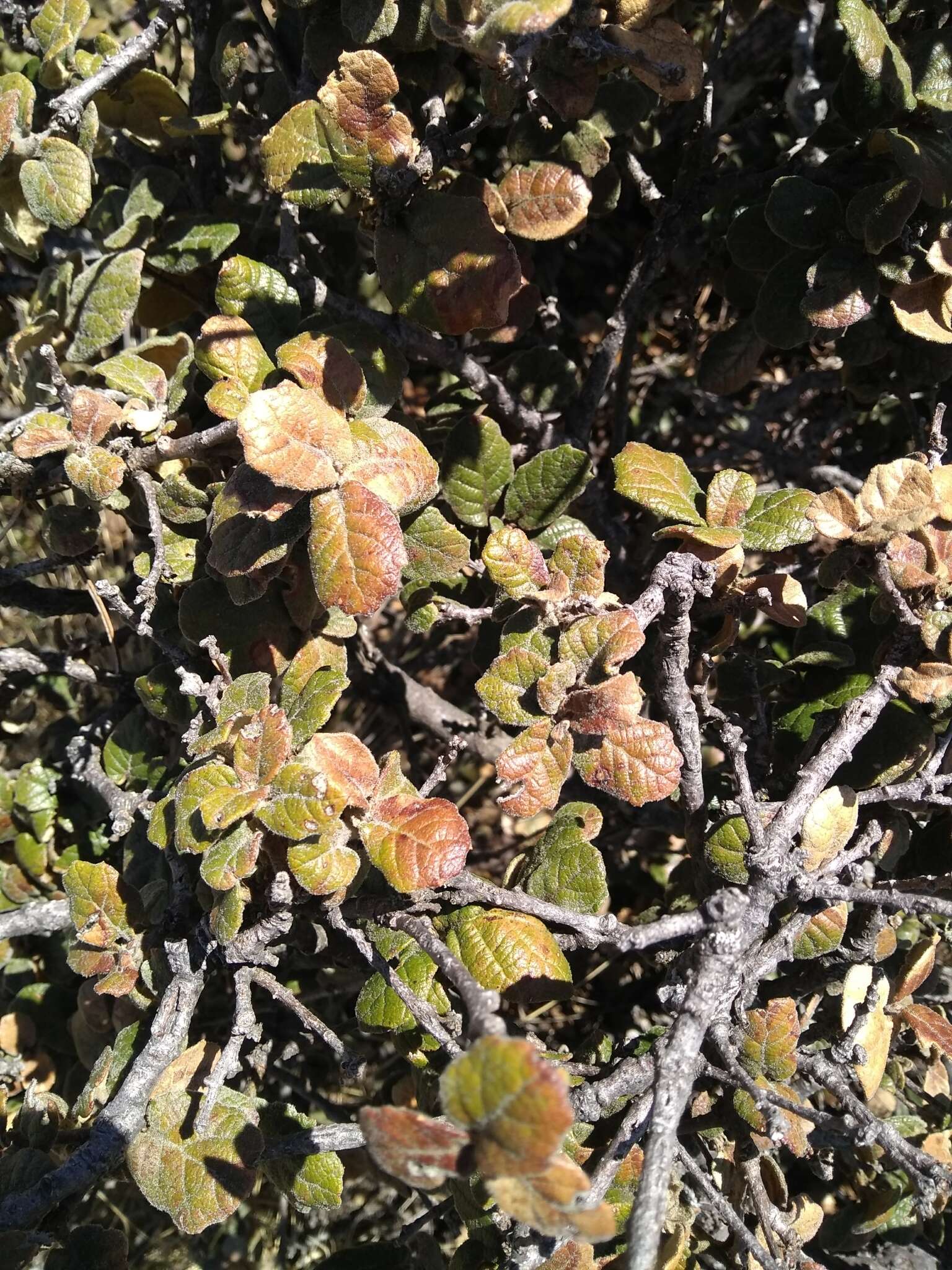Image of Quercus alpescens Trel.