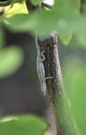 Imagem de Anolis angusticeps Hallowell 1856