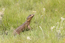 Image of Giant girdled lizard