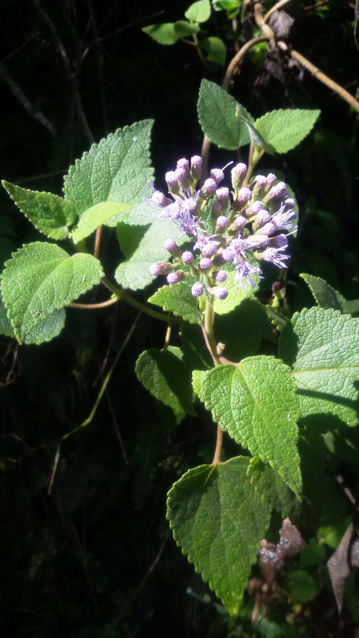 Image of Aristeguietia lamiifolia (Kunth) R. King & H. Rob.