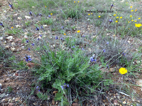 Image of Lavandula multifida L.