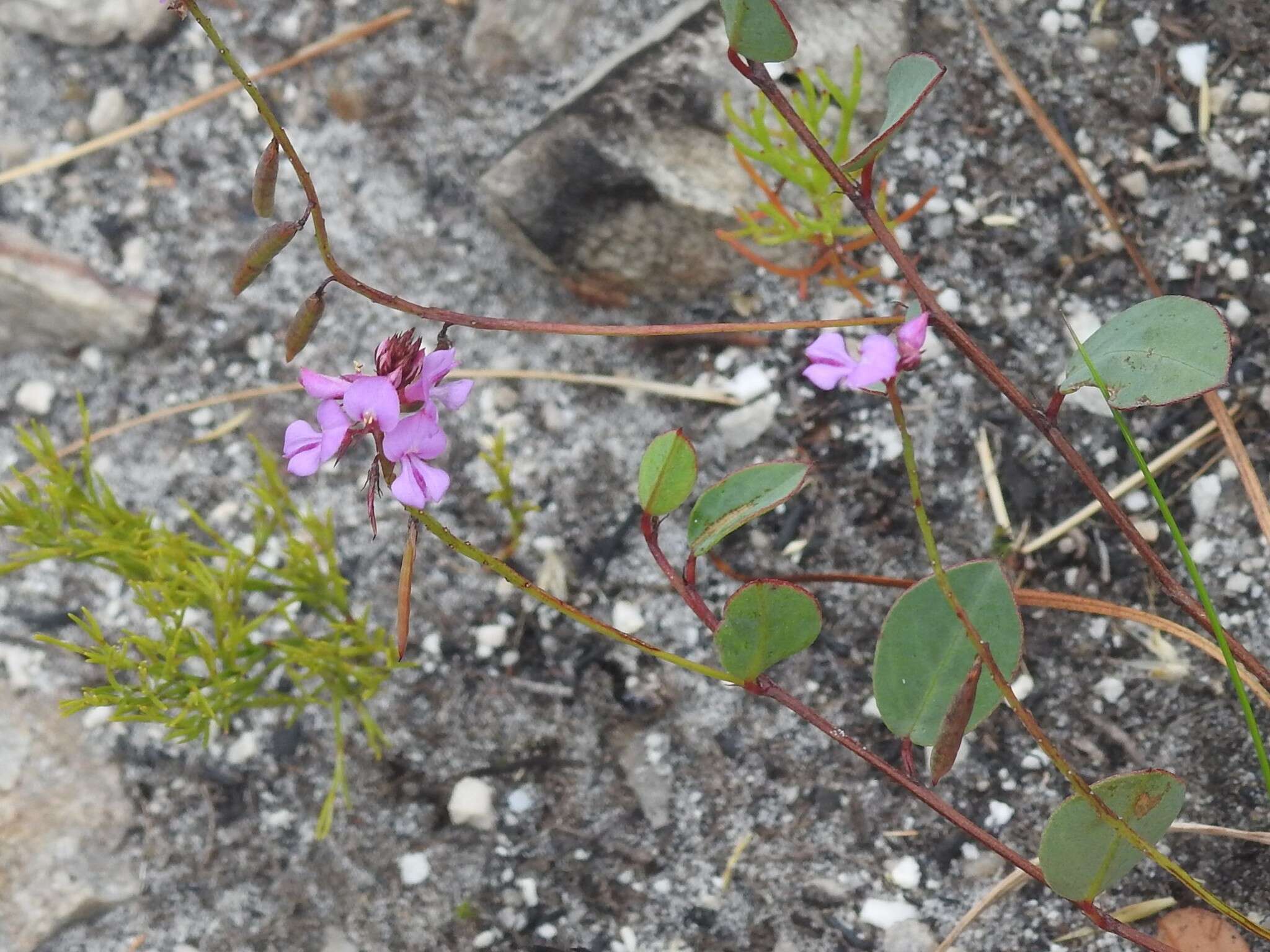 Indigofera ovata Thunb.的圖片