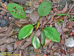 Image de Plantago asiatica L.