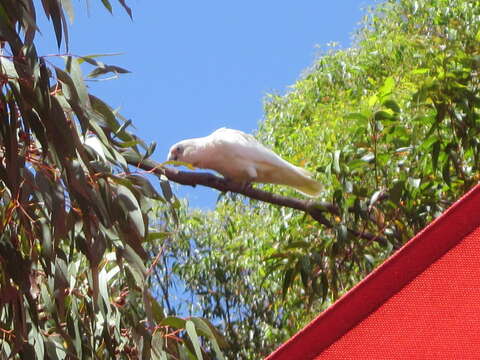 Image of Cacatua pastinator pastinator (Gould 1841)