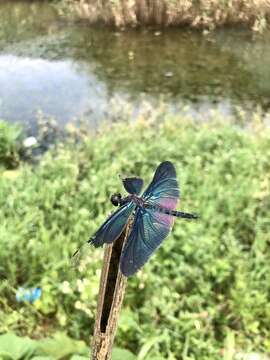 Слика од Rhyothemis fuliginosa Selys 1883