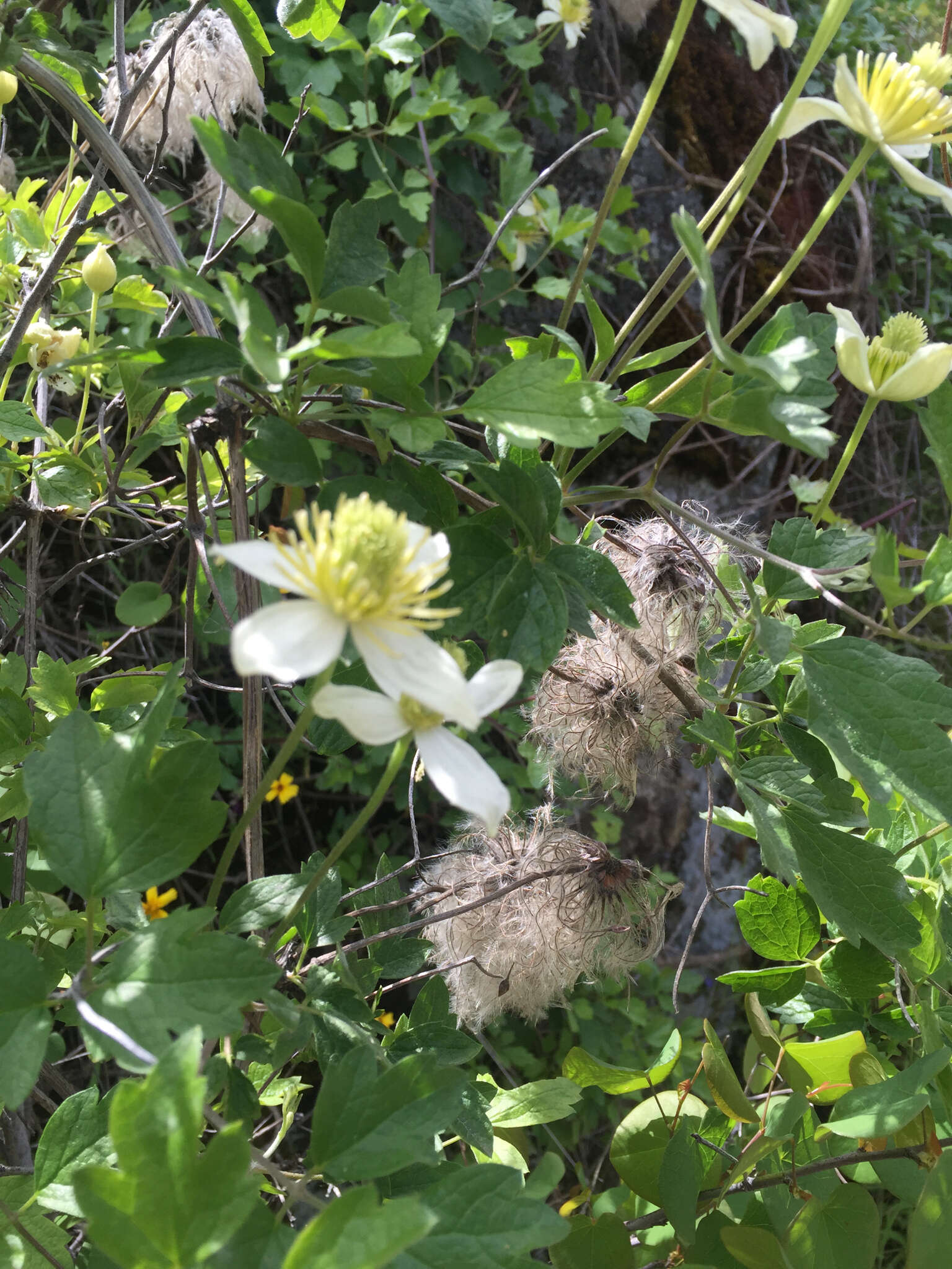 Image of pipestem clematis