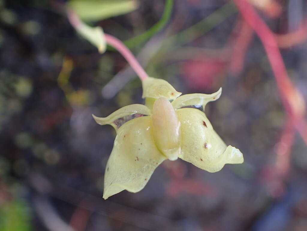 Image de Pterygodium platypetalum Lindl.