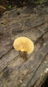 صورة Crepidotus brunswickianus (Speg.) Sacc. 1891