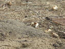 Image of Mexican Fiddler Crab