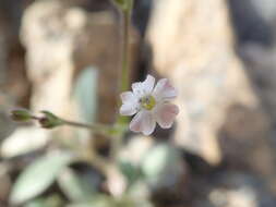 Image of Psammophiliella bellidifolia (Boiss.) S. S. Ikonnikov