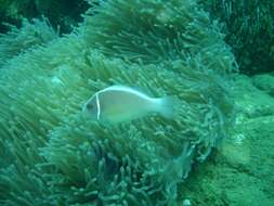 Image of Pink anemonefish