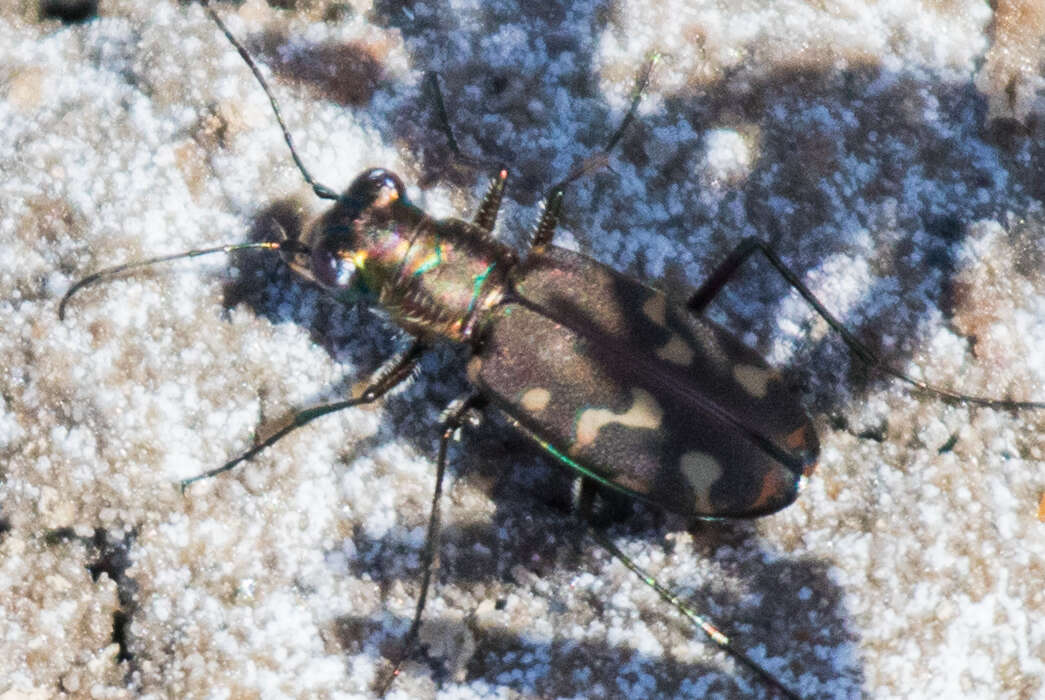 Image of <i>Cicindela <i>haemorrhagica</i></i> haemorrhagica