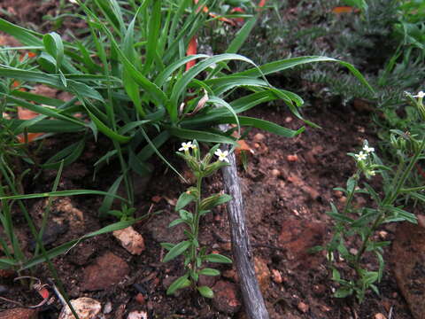 Image de Polycarena silenoides Harv. ex Benth.