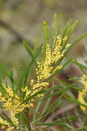 Imagem de Acacia mucronata Willd. ex H. L. Wendl.