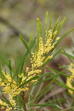 Imagem de Acacia mucronata Willd. ex H. L. Wendl.