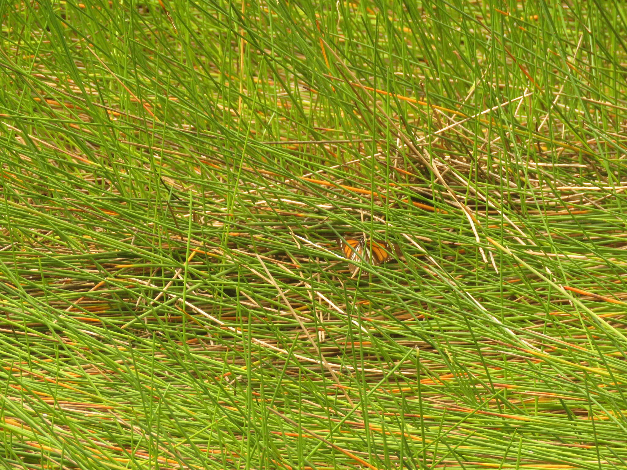 Image de Danaus (Anosia) melanippus subsp. hegesippus Cramer 1777