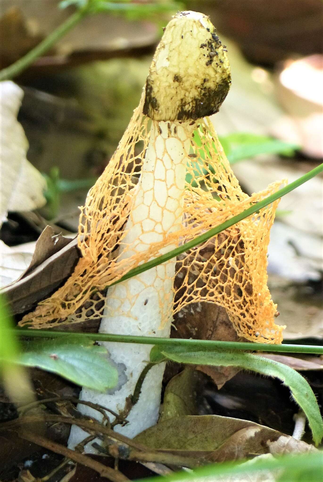 Image de Phallus lutescens