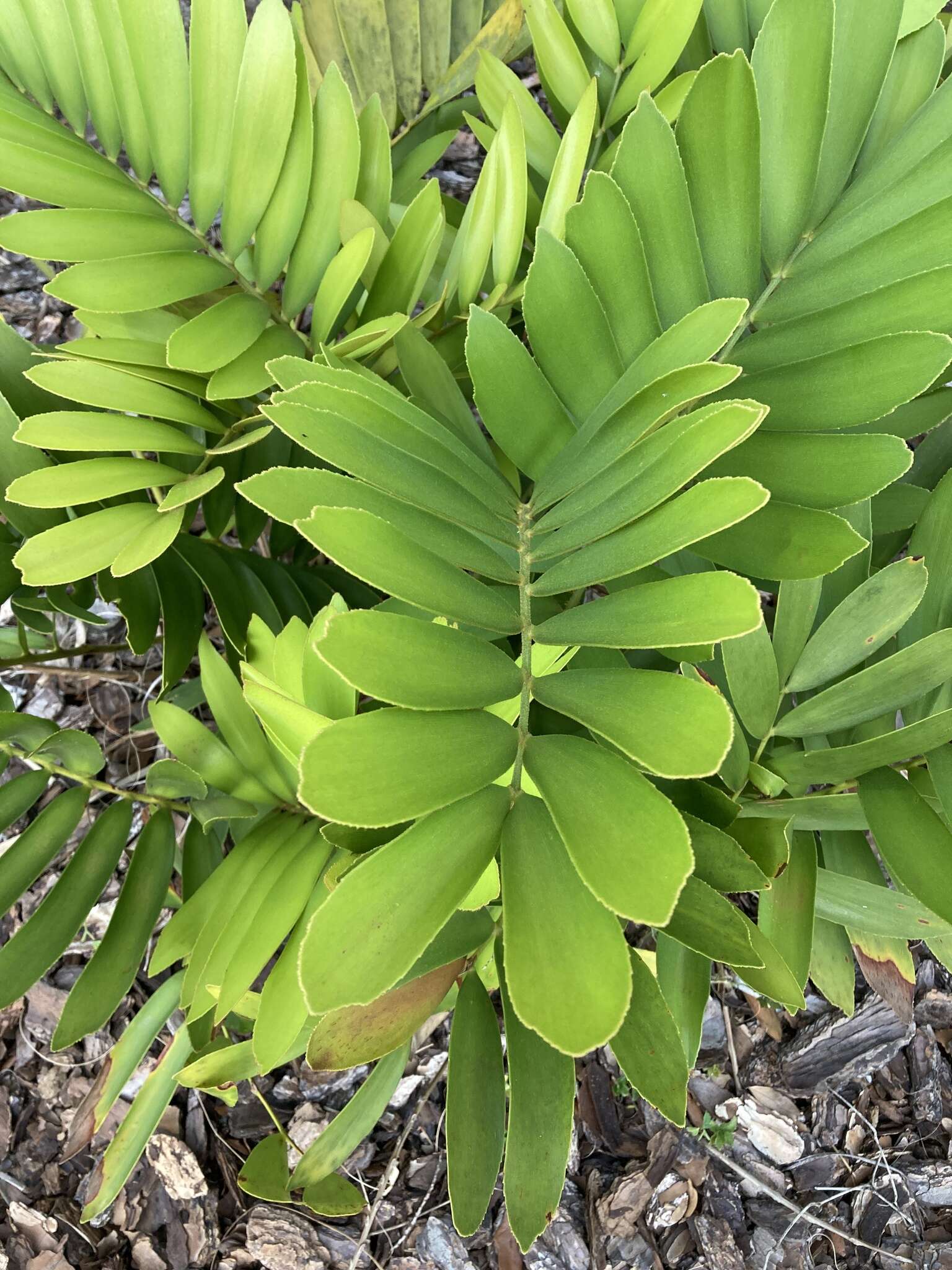 Image of Cardboard Palm