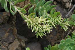 Image of Aeonium castello-paivae C. Bolle