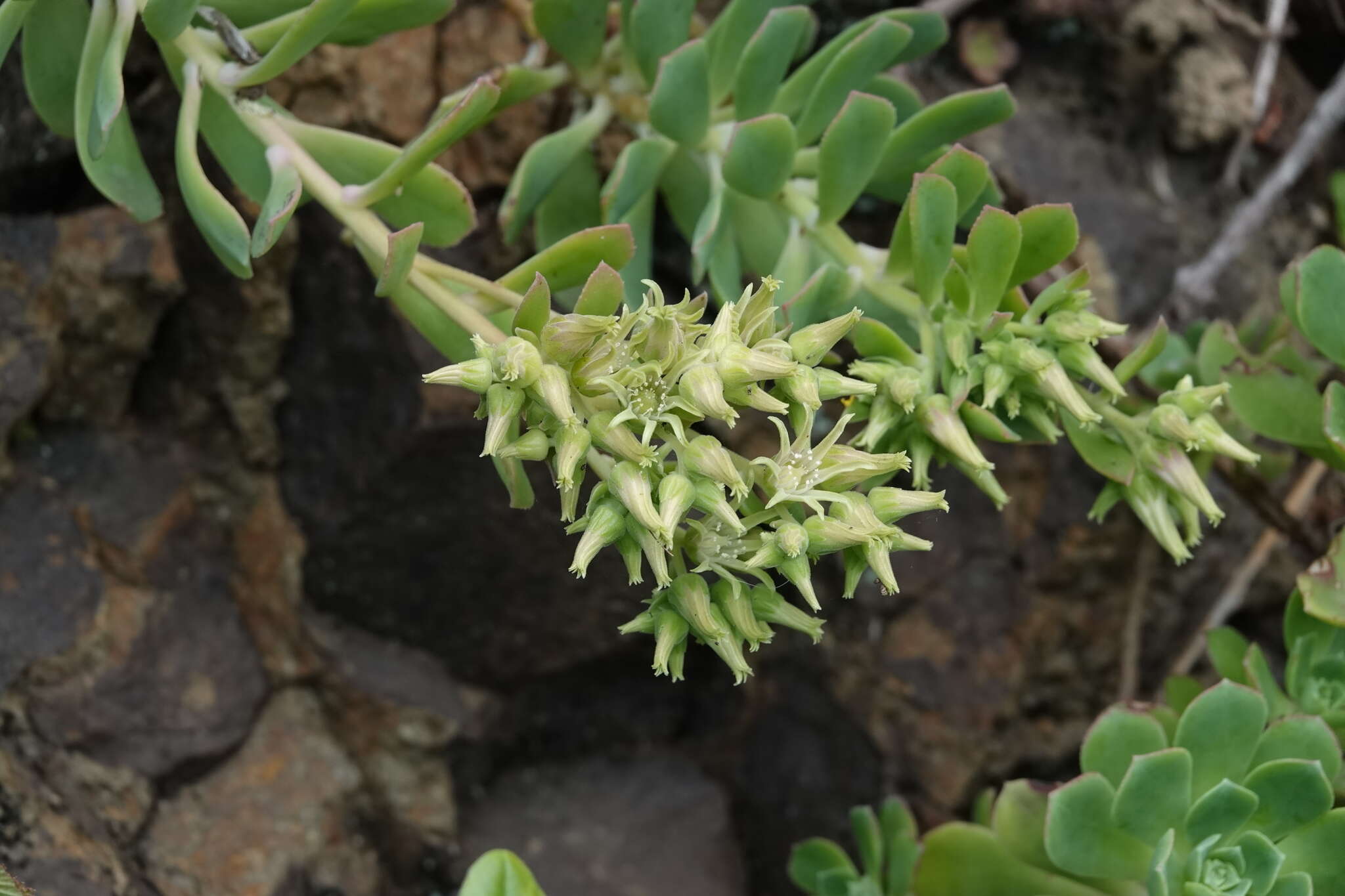 Image of Aeonium castello-paivae C. Bolle