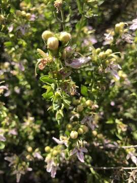 Image of Teucrium bicolor Sm.