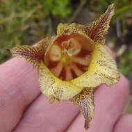 Imagem de Gladiolus maculatus Sweet