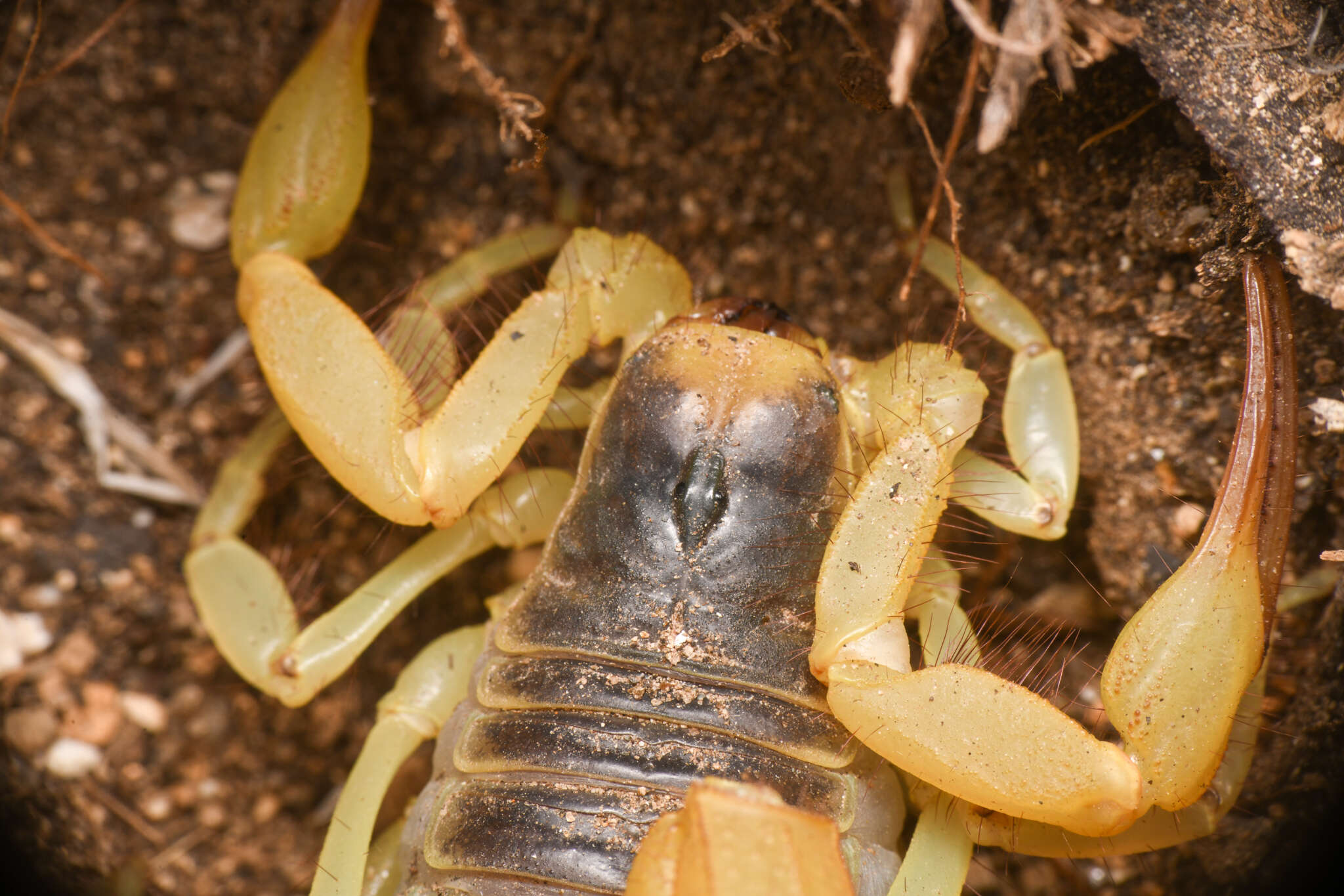 Image of Hadrurus anzaborrego Soleglad, Fet & Lowe 2011