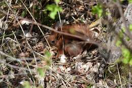 Image de Sciurus subgen. Sciurus Linnaeus 1758