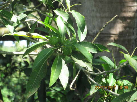 Image of Ficus insipida Willd.