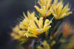 Image of Lambertia multiflora var. darlingensis R. J. Hnatiuk