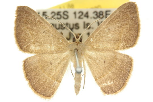 Image of <i>Zeuctophlebia</i>