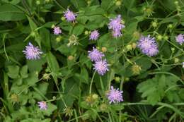 صورة Knautia dipsacifolia Kreutzer