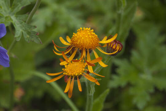 Imagem de Tephroseris integrifolia subsp. caucasigena (Schischk.) Greuter