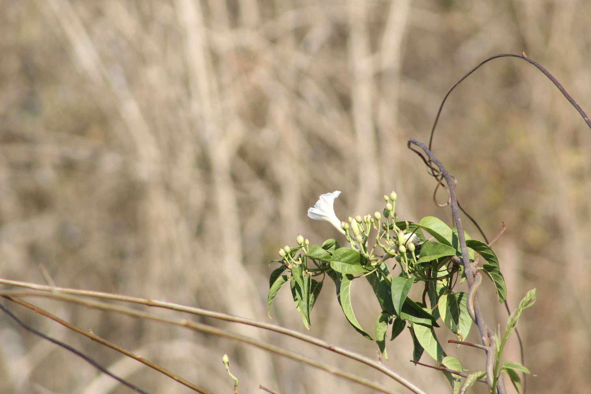 Image of Ipomoea populina House