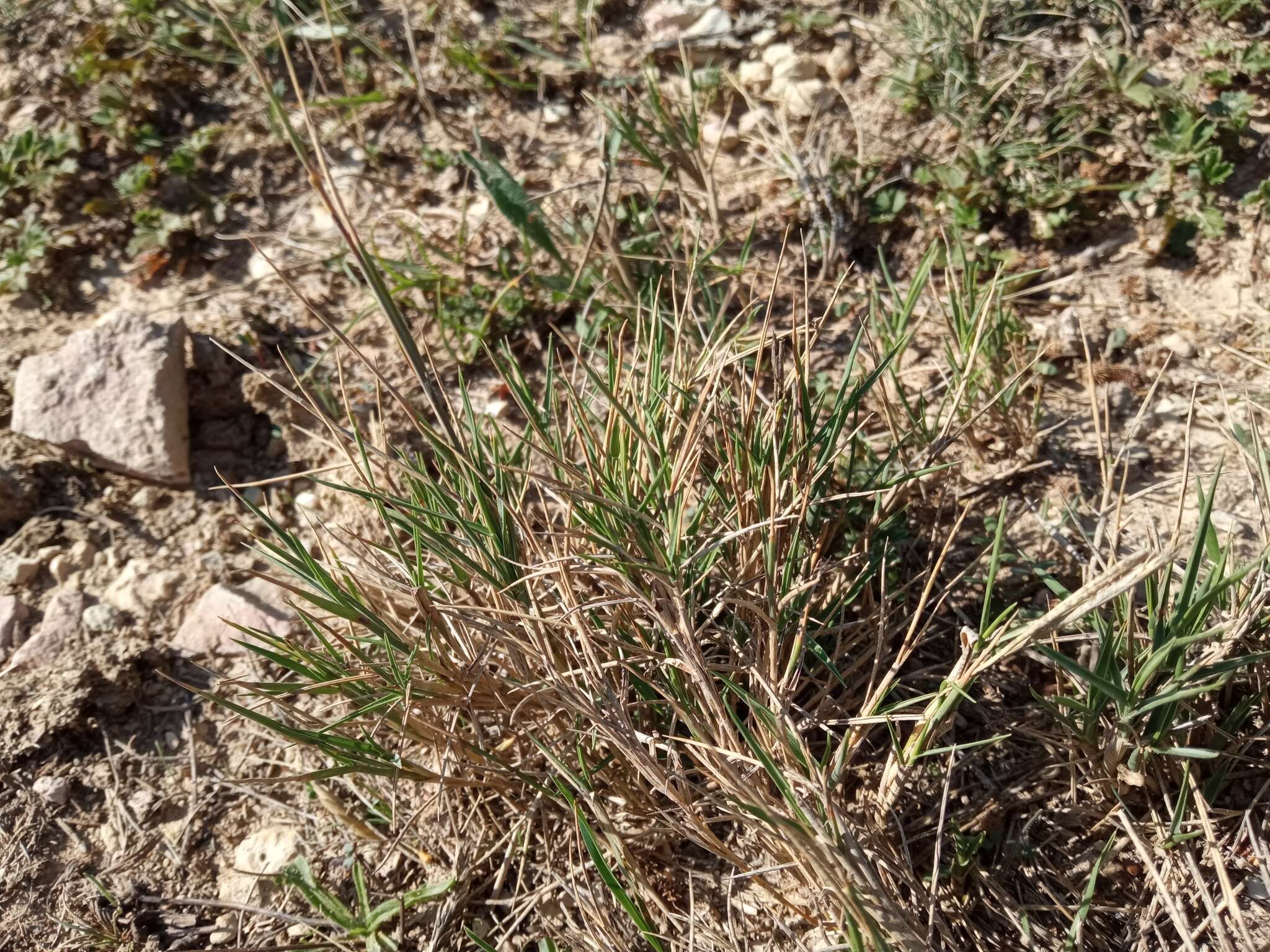 Sivun Brachypodium retusum (Pers.) P. Beauv. kuva