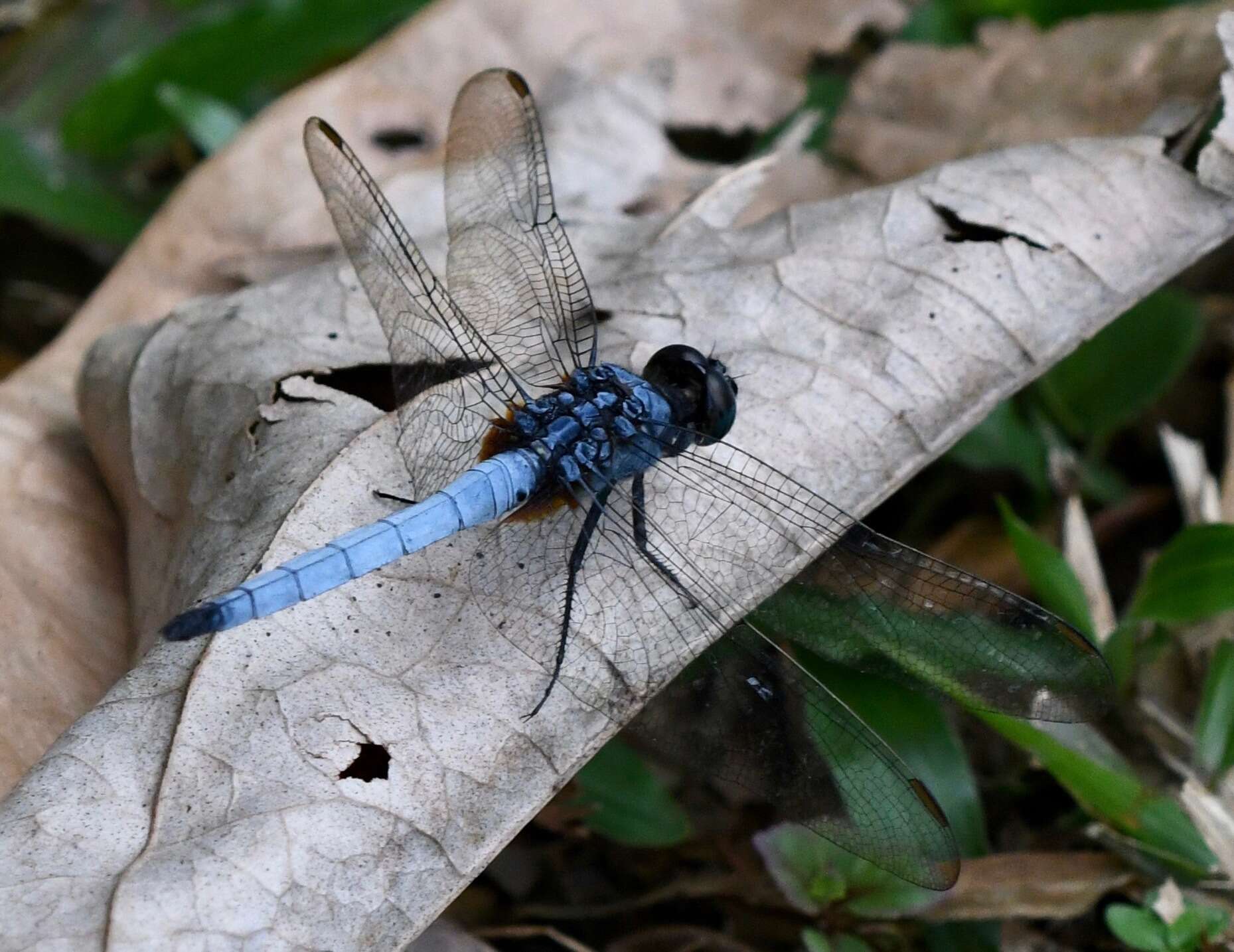 Image of blue marsh hawk