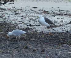 Image of Great Black-backed Gull