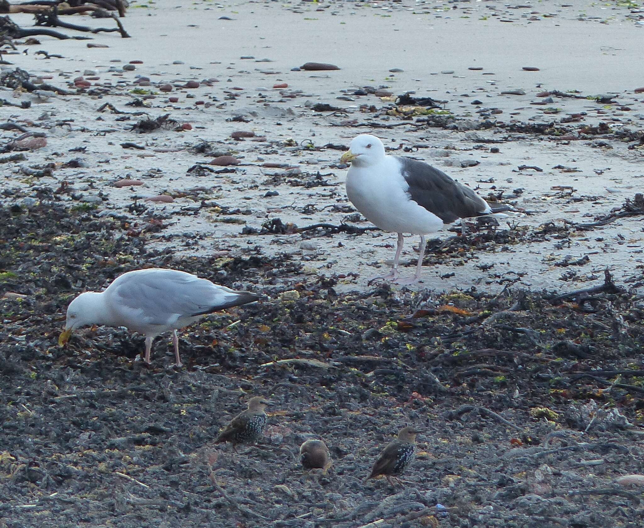 Image of Great Black-backed Gull