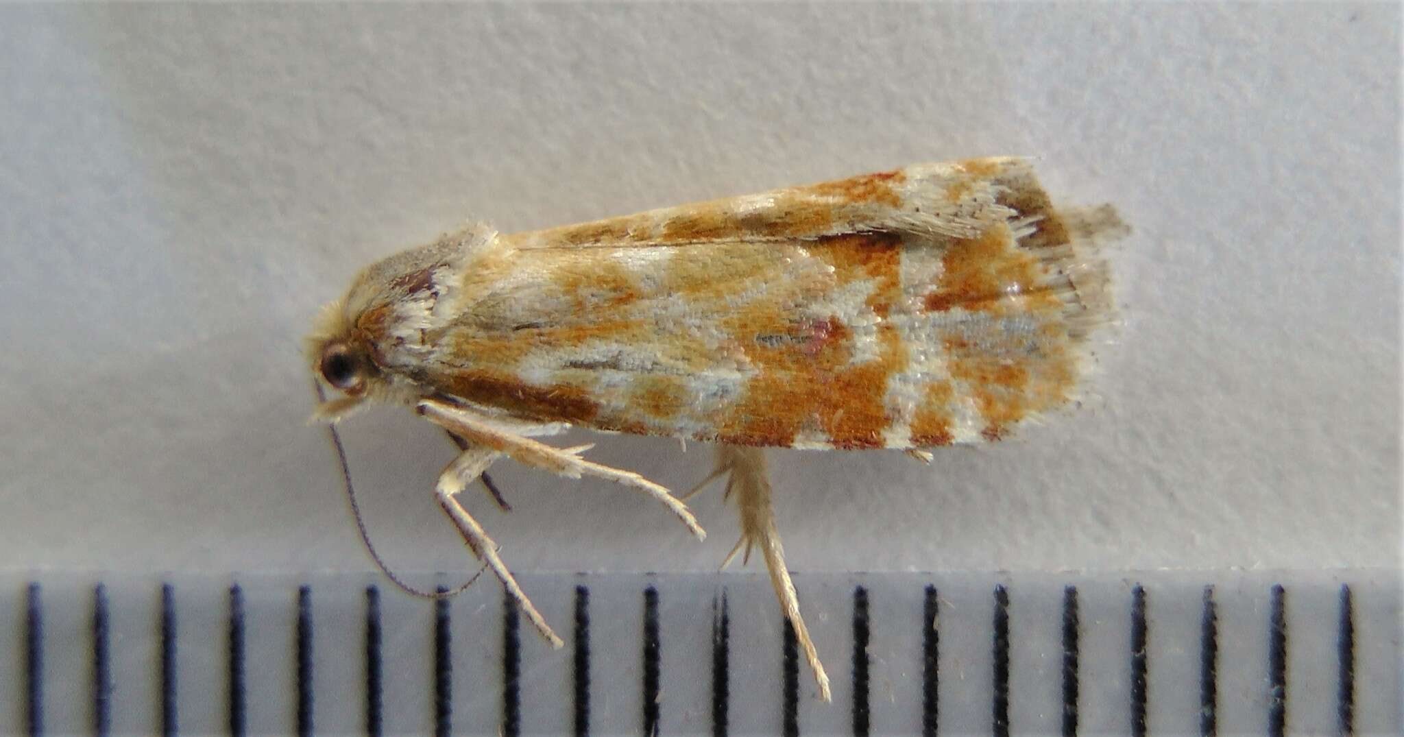 Image of European pine shoot moth