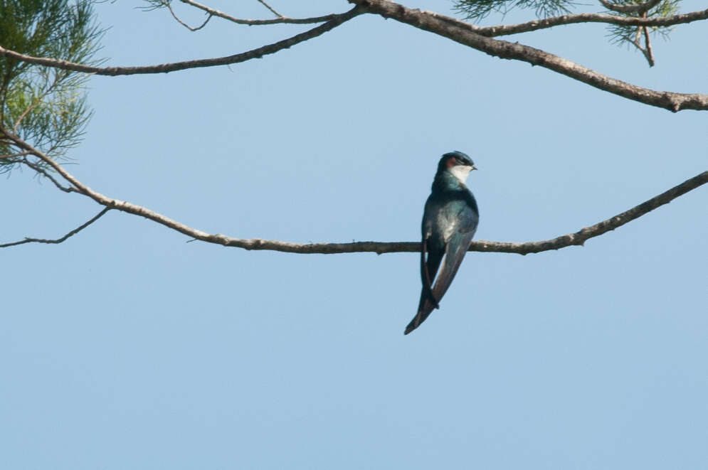 Image of Grey-rumped Treeswift