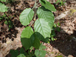 Imagem de <i>Amelanchier <i>arborea</i></i> f. arborea