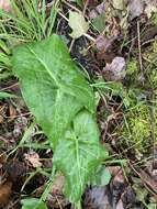 صورة Arum italicum subsp. neglectum (F. Towns.) Prime