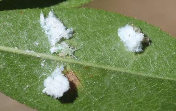 Psylla sanguinea (Provancher 1872) resmi