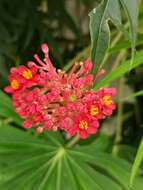 Plancia ëd Jatropha multifida L.