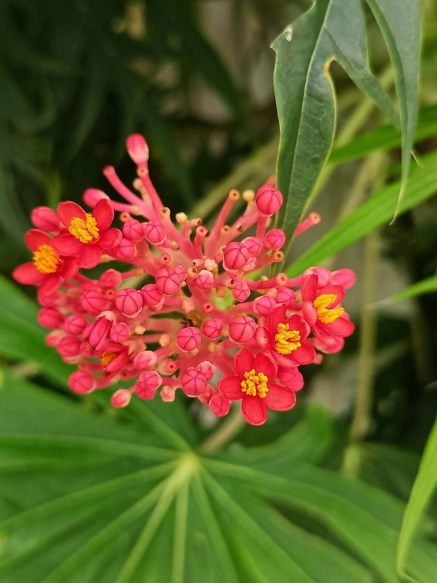 Plancia ëd Jatropha multifida L.