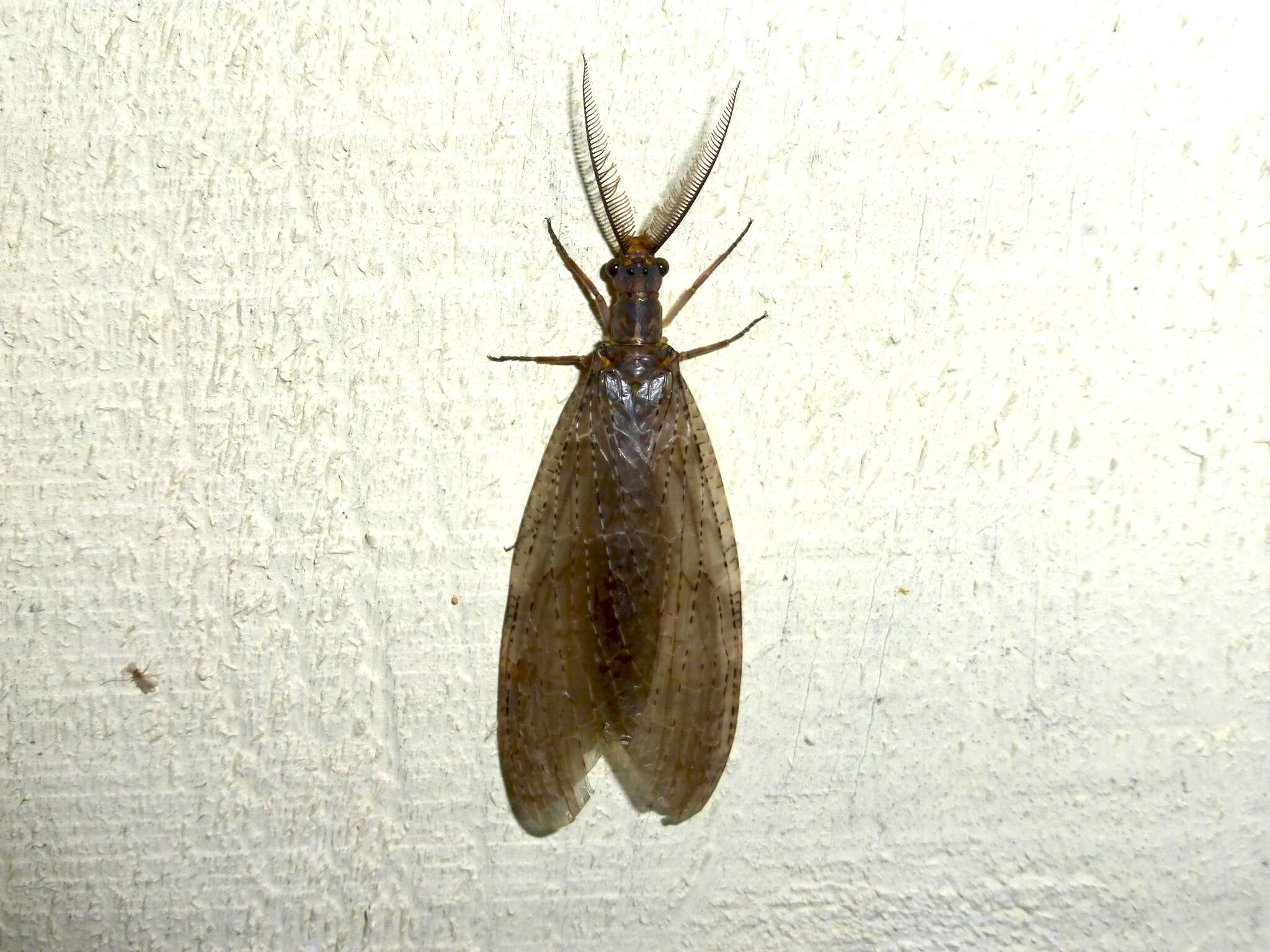 Sivun Chauliodes pectinicornis (Linnaeus 1763) kuva